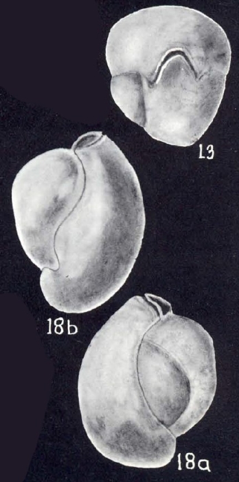 Miliolinella trinidadensis McCulloch, 1981 Miliolinella trinidadensis McCulloch, 1981