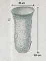 Tintinnopsis cyathus Daday 1887, author: Dolan, John