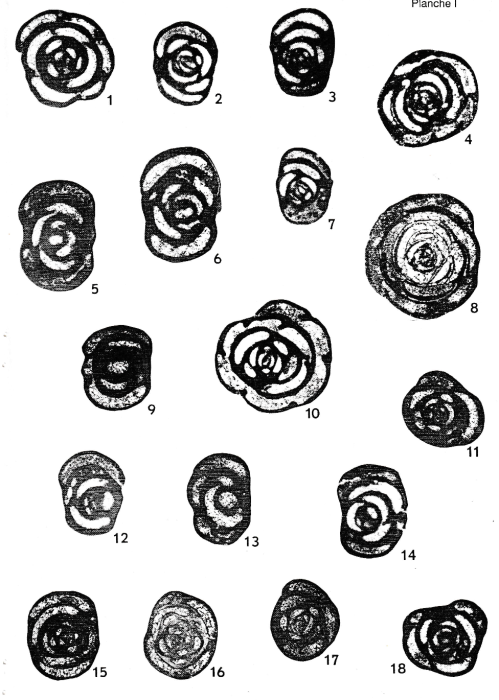 Pseudonummoloculina aurigerica Calvez, 1988 Pseudonummoloculina aurigerica Calvez, 1988
