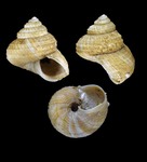 Margarites costalis (A. Gould, 1841) - Iceland NW - 9.9 mm