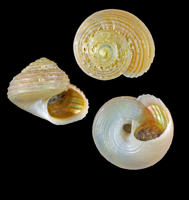 Margarites groenlandicus (Gmelin, 1791) - Iceland W - 5.1 mm