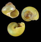 Margarites olivaceus (T. Brown, 1827) - Iceland NW - 3.3 mm