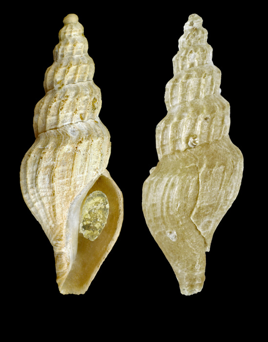 Propebela angulosa (G. O. Sars, 1878) - Iceland NW - 12.1 mm