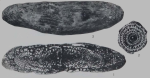 Fusulina mysticensis Thompson, 1934