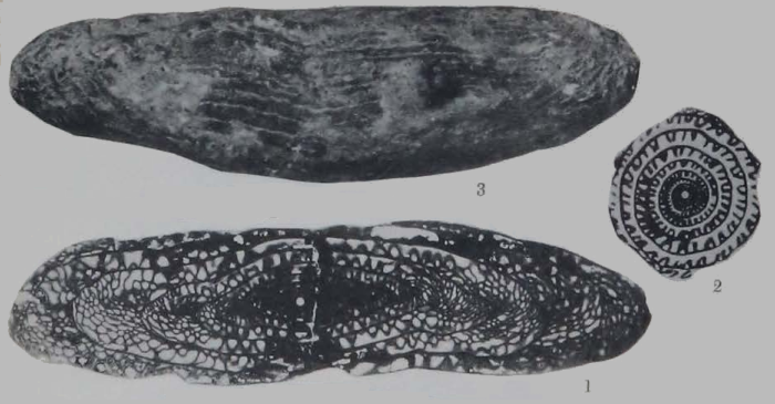 Fusulina mysticensis Thompson, 1934 Fusulina mysticensis Thompson, 1934