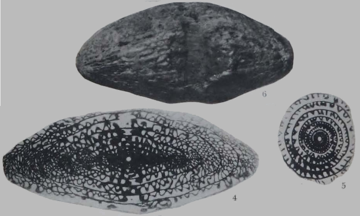 Fusulina megista Thompson, 1934 Fusulina megista Thompson, 1934