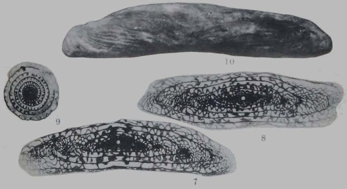Fusulina eximia Thompson, 1934 Fusulina eximia Thompson, 1934