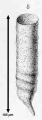 Tintinnus helix Clapare & Lachman, 1858, author: Dolan, John