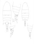 diadelus body