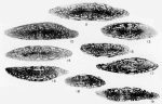 Dunbarinella wildei Kauffman & Roth, 1966