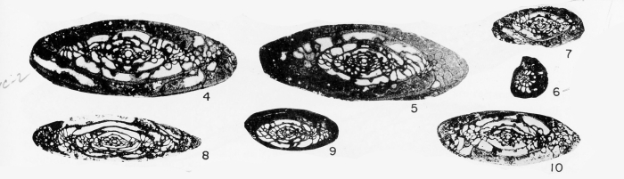 Triticites pierceae Kauffman & Roth, 1966 Triticites pierceae Kauffman & Roth, 1966