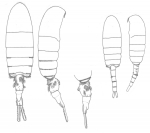 euryhalinus body