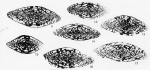 Triticites lepidus Kauffman & Roth, 1966