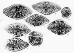 Triticites plenus Kauffman & Roth, 1966