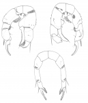 euryhalinus P5