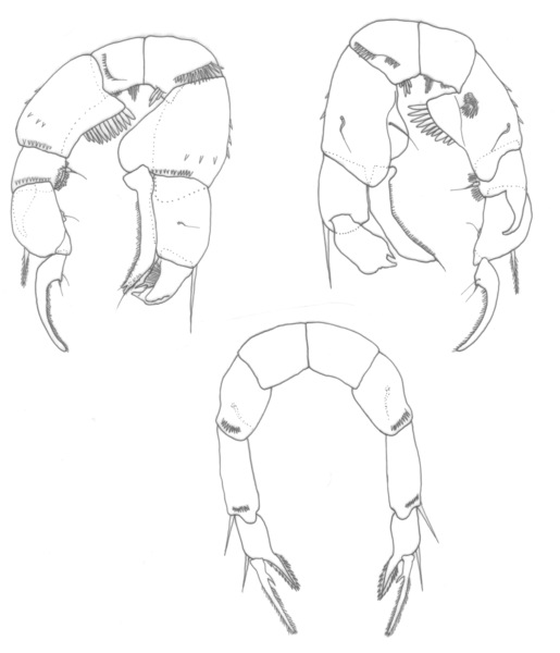 euryhalinus P5 euryhalinus P5
