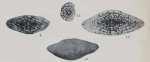 Fusulina euryteines Thompson, 1934