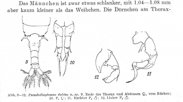 dubius male &amp; female