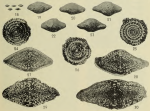 Fusulina illinoisensis Dunbar & Henbest, 1942