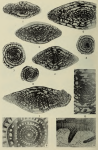 Triticites callosus Dunbar & Henbest, 1942