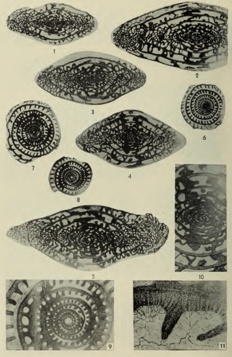 Triticites callosus Dunbar & Henbest, 1942 Triticites callosus Dunbar & Henbest, 1942