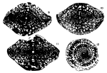 Fusulina tumida Alexander, 1954