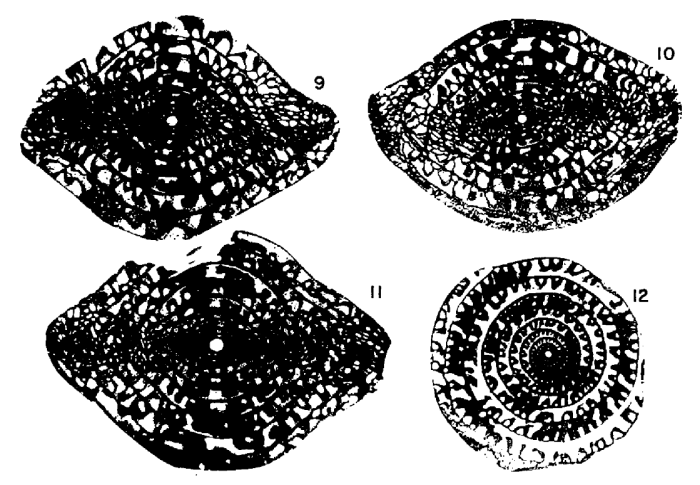 Fusulina tumida Alexander, 1954 Fusulina tumida Alexander, 1954