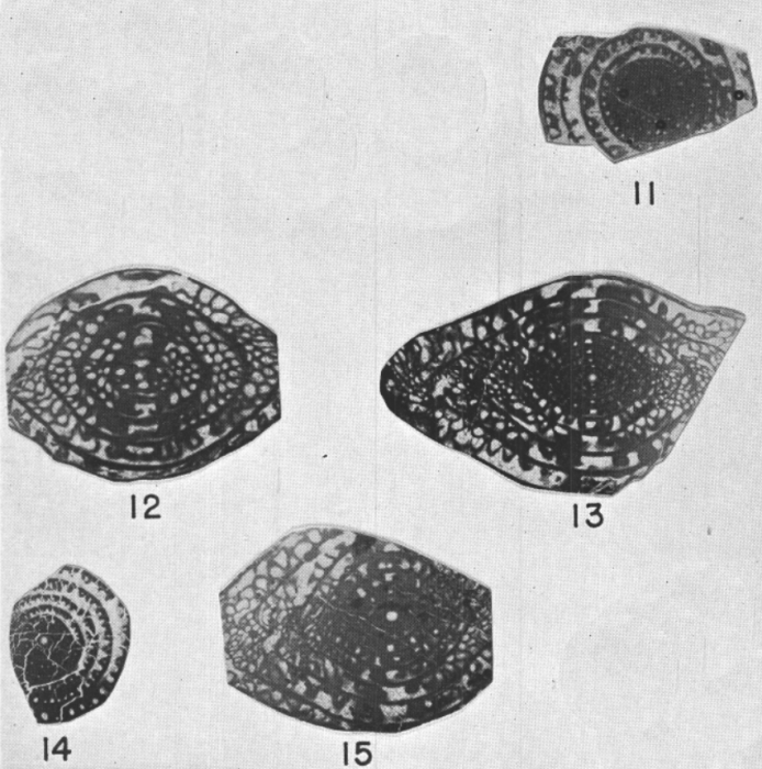 Fusulina novamexicana Needham, 1937 Fusulina novamexicana Needham, 1937