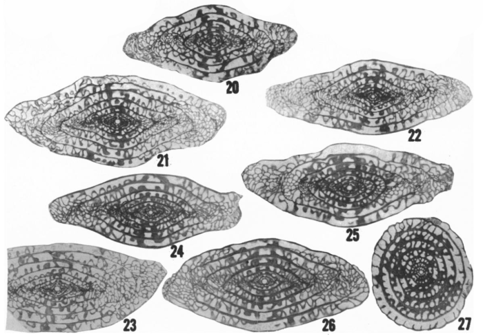 Fusulina bowiensis Ross & Sabins, 1965 Fusulina bowiensis Ross & Sabins, 1965