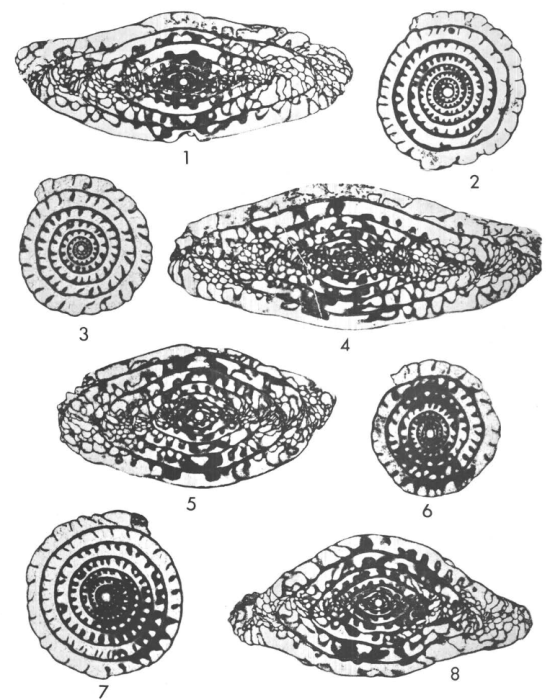 Beedeina joyitaensis Stewart, 1970 Beedeina joyitaensis Stewart, 1970