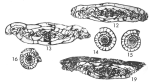 Triticites liosepta Stewart, 1970