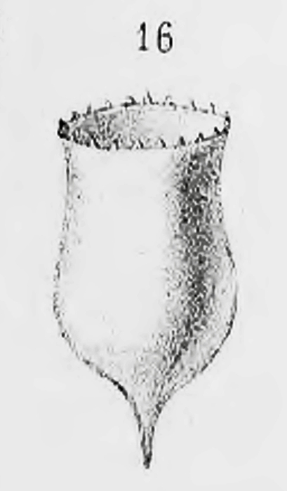 Acanthostomella norvegica (Daday, 1887)