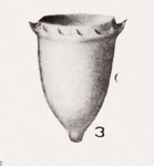 Acanthostomella obtusa Kofoid & Campbell, 1929