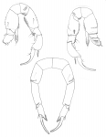 galapagensis P5