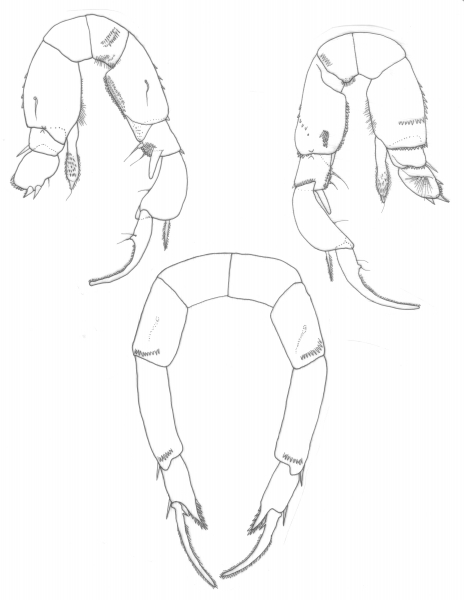 galapagensis P5 galapagensis P5