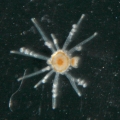 Staurocladia vallentini from Dunedin, New Zealand