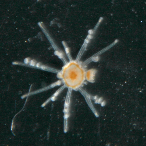 Staurocladia vallentini from Dunedin, New Zealand