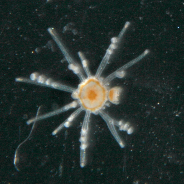 Staurocladia vallentini from Dunedin, New Zealand Staurocladia vallentini from Dunedin, New Zealand