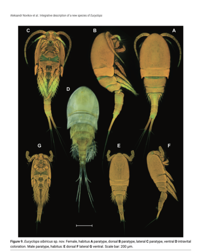 Eucyuclops sibiricus Eucyuclops sibiricus