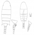 galleti body