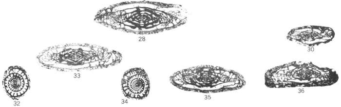 Triticites exilimuratus Myers, 1967 Triticites exilimuratus Myers, 1967