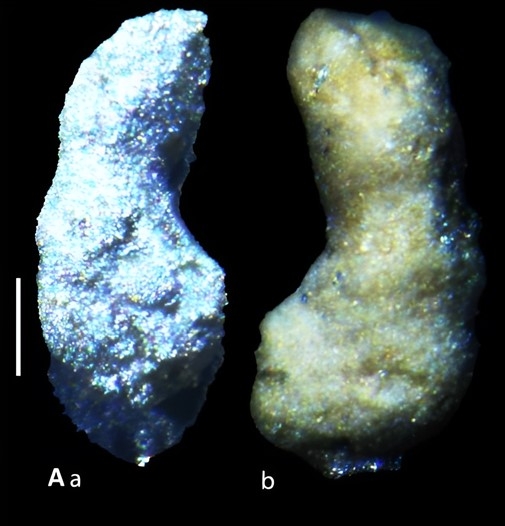Bulbobaculites attashensis Jalloh and Kaminski, 2024 Bulbobaculites attashensis Jalloh and Kaminski, 2024