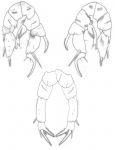 galleti P5