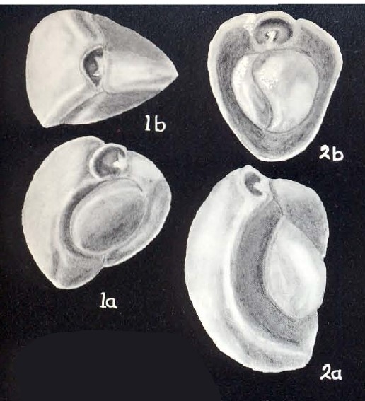 Triloculina latiformis McCulloch, 1981 Triloculina latiformis McCulloch, 1981
