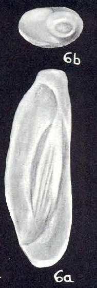 Quinqueloculina ignotiformis McCulloch, 1981 Quinqueloculina ignotiformis McCulloch, 1981