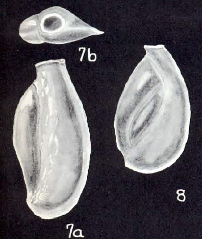 Edentostomina simplex McCulloch, 1981 Edentostomina simplex McCulloch, 1981