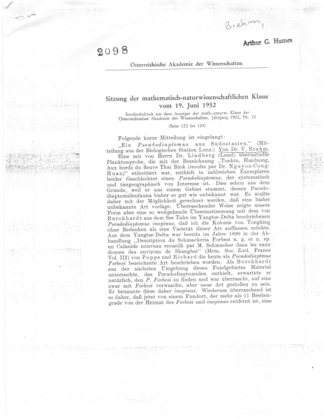 inopinus gorgoides inopinus gorgoides