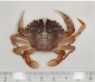 Liocarcinus holsatus (Fabricius, 1798), author: IMARES