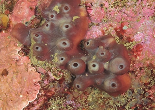 Halichondria dokdoensis