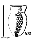 Codonella elongata Kofoid & Campbell, 1929